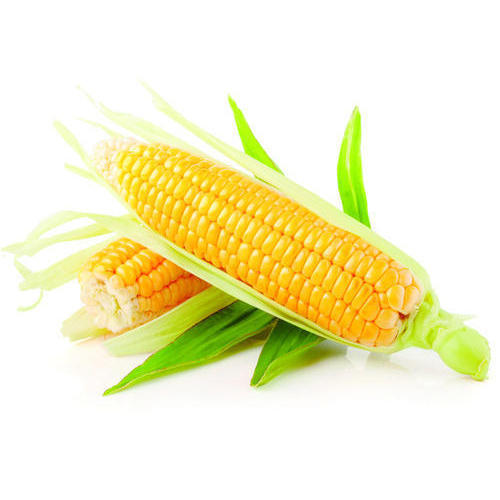 Fresh Sweet Corn